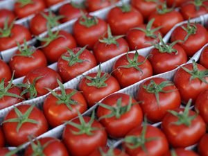 AQTA:Aparılan təhlillər nəticəsində yerli pomidorlarda qonur qırışıqlıq virusunun olmadığını bildirib.