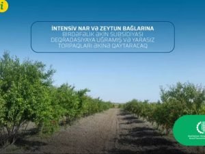 2021-ci ildə nar və zeytun bağlarına birdəfəlik əkin subsidiyası veriləcək.