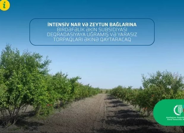 2021-ci ildə nar və zeytun bağlarına birdəfəlik əkin subsidiyası veriləcək.