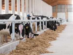 Kənd Təsərrüfatı Nazirliyinin layihəsi çərçivəsində heyvanların identifikasiyası həyata keçirilir- FOTO