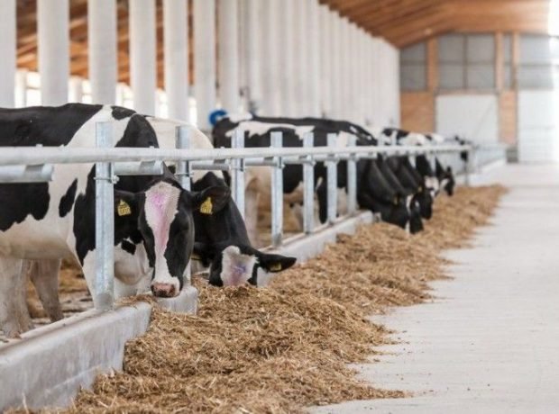 Kənd Təsərrüfatı Nazirliyinin layihəsi çərçivəsində heyvanların identifikasiyası həyata keçirilir- FOTO