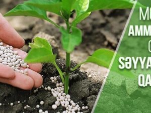 image-img-20210319-wa0185