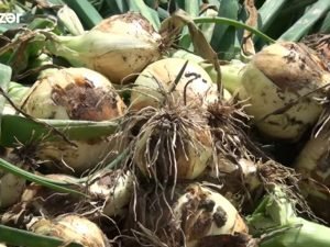 image-screenshot_20210418-221956_youtube