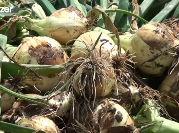 image-screenshot_20210418-221956_youtube