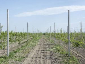 image-vmaimlwxcbolyfgi8ftfnsfwxmxfzsykgws8tctt