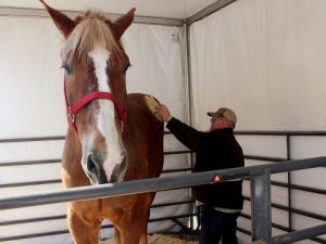 image-big-jake-at-horse-ap-1612463_2