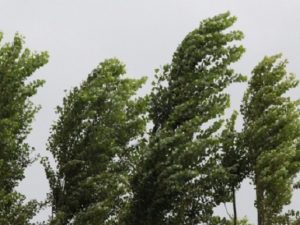 image-kulek5