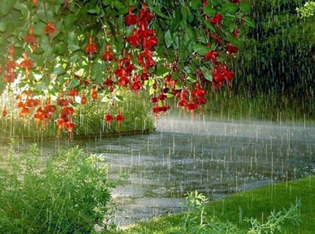image-1558268973_gozel-yagish
