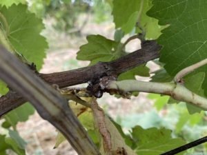 image-qkacispejgzqupo8sz14nwum24qxiq7tcibcomlj-1