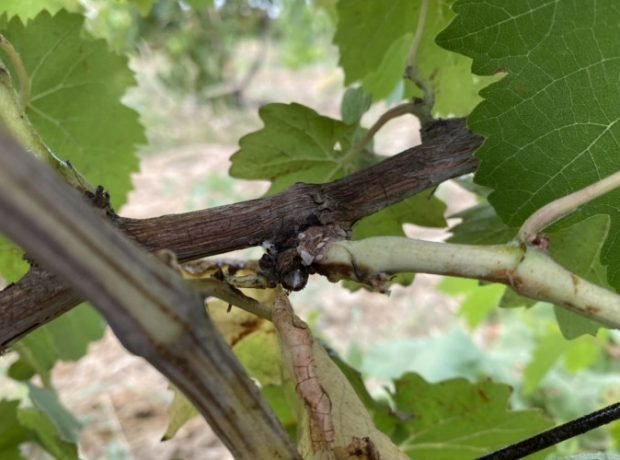 image-qkacispejgzqupo8sz14nwum24qxiq7tcibcomlj-1