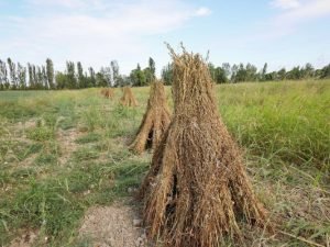 image-uczebovwi2ieblsgr8apmukqgk30quv2imarps35