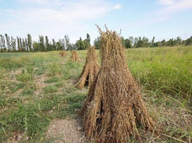 image-uczebovwi2ieblsgr8apmukqgk30quv2imarps35