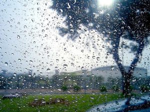 image-rain_drops_trees_450651_2560x1600