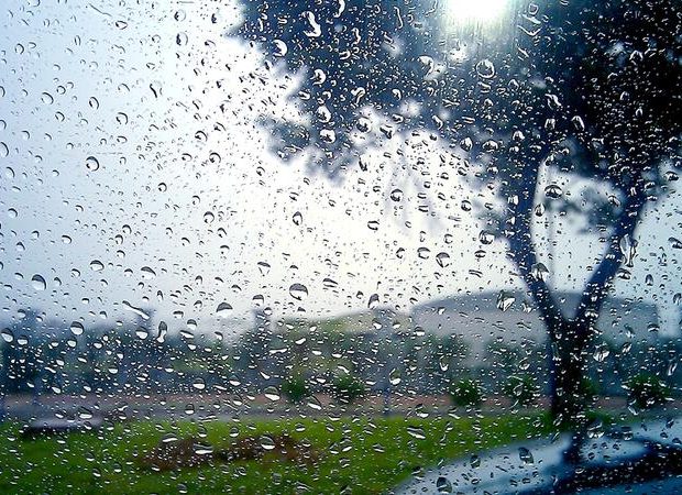 image-rain_drops_trees_450651_2560x1600