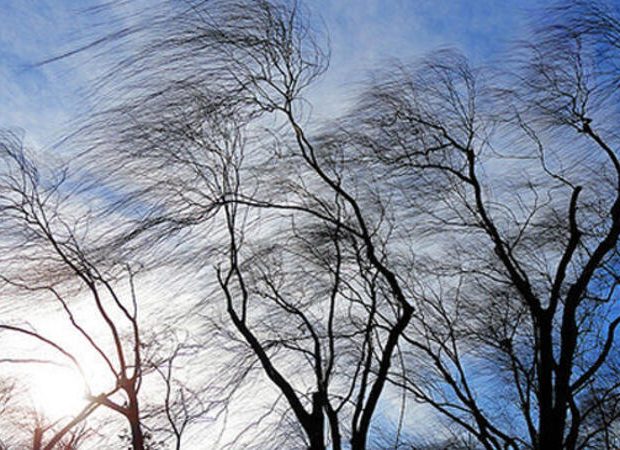 image-kulek-1