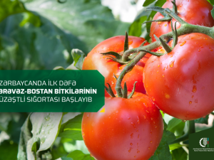 image-rwlnkyi2k4shijexdxul9a7rencpxew1pbbpheku-1