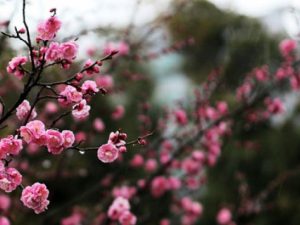 image-spring_weather_180313