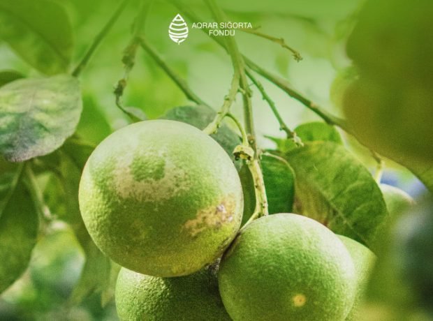 image-gagkfj7petooqprxjuceuhgcxpppbdqjd6ssowow