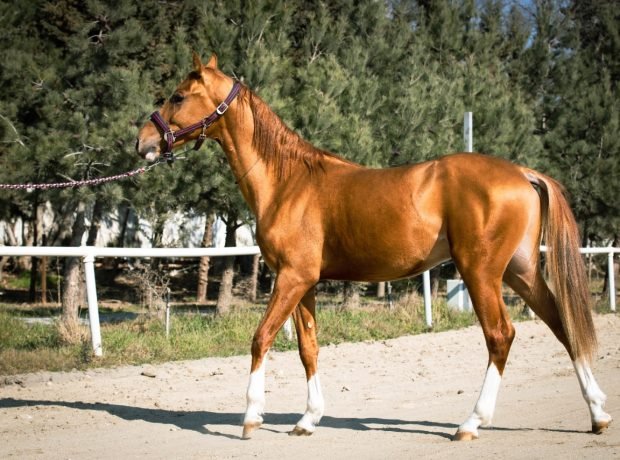 image-img-20220405-wa0022