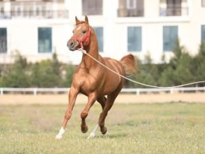 image-img-20220411-wa0022