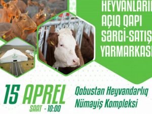 image-k36lpkeqvtdgm4qsxyoe