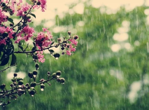 image-219600_u1l3oljckt-1