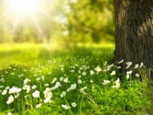 image-makedonyada_bol_gunesli_hava_sicakliklar_26_dereceye_cikacak_h9229