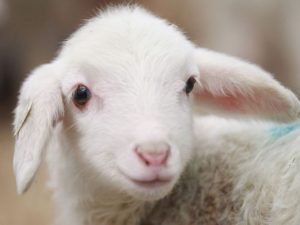 image-seventimes_bd82058c078dcaa6777173a26faf33d5_svko031eja5hy4tb9wni-620x403