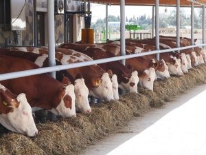 image-acf69811a7b110a6dce6637fb2531dd1