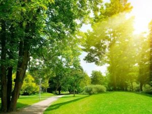 image-hava