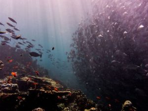 image-johnny-chen-blemfvsplog-unsplash-scaled