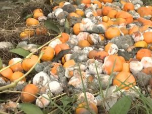 image-fotojet-2022-12-16t231650-306