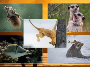 image-page
