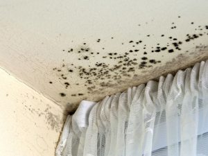 image-mould