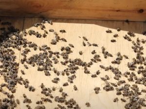 image-fotojet-2023-04-20t005308-600