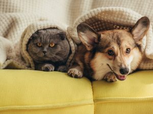 image-depositphotos_212586946_l-2015-pic_32ratio_900x600-900x600-5232