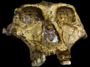 image-original_of_paranthropus_robustus_face-pic_32ratio_900x600-900x600-90624