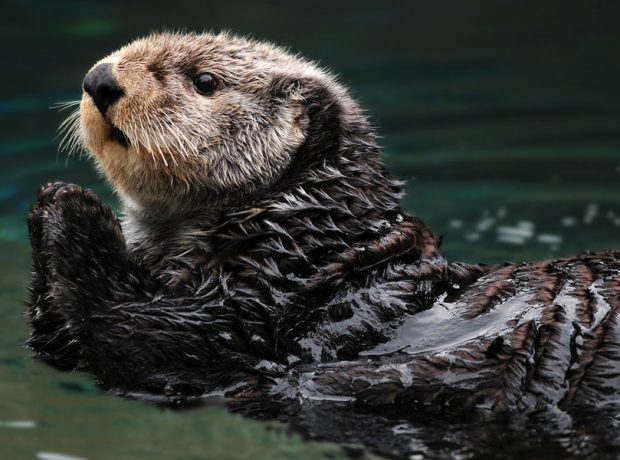 image-depositphotos_37758881_l-2015-pic_32ratio_900x600-900x600-23869