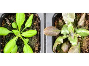 image-rast-pic_32ratio_900x600-900x600-37455