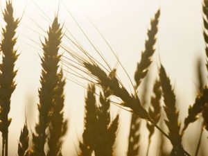 image-rian_6295075-hr-pic905-895x505-25212-1