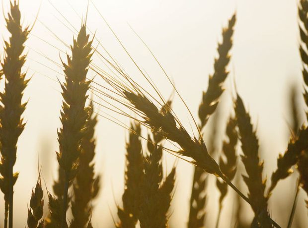 image-rian_6295075-hr-pic905-895x505-25212-1