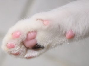 image-20220124_gaf_u39_400-pic_32ratio_900x600-900x600-71022