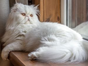 image-shutterstock_1579934194-pic_32ratio_900x600-900x600-26364