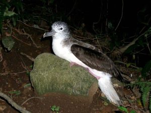 image-streaked_shearwater_sitting-pic_32ratio_900x600-900x600-86175