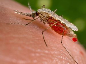 image-1920px-anopheles_stephensi-pic_32ratio_900x600-900x600-11370
