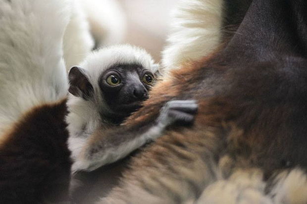 image-babysifaka
