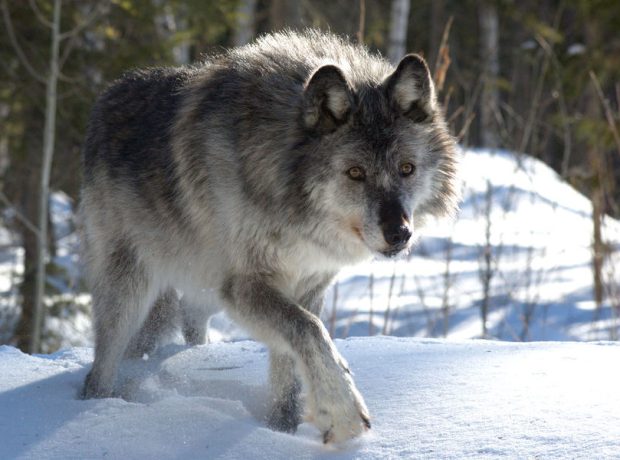 image-depositphotos_4992653_l-2015-pic_32ratio_900x600-900x600-51595