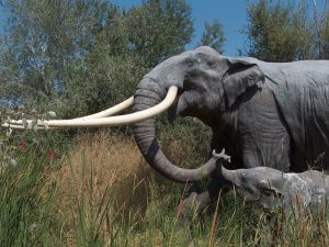image-elephasantiquus-pic_32ratio_1200x800-1200x800-4188