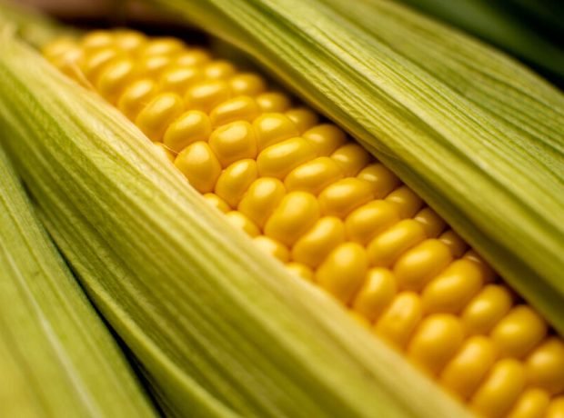 image-kopiya_high-angle-corn-composition-close-up_23-2148642963-pic_32ratio_900x600-900x600-2524