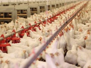 image-987165_6219zk89al